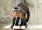 動物図鑑・フサオマキザルの写真 10